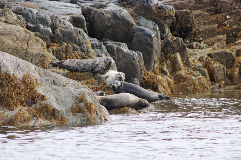 Campbell River: Whale & Wildlife Discovery Cruise - Discovery Passage, the Salish Sea, and Johnstone Strait