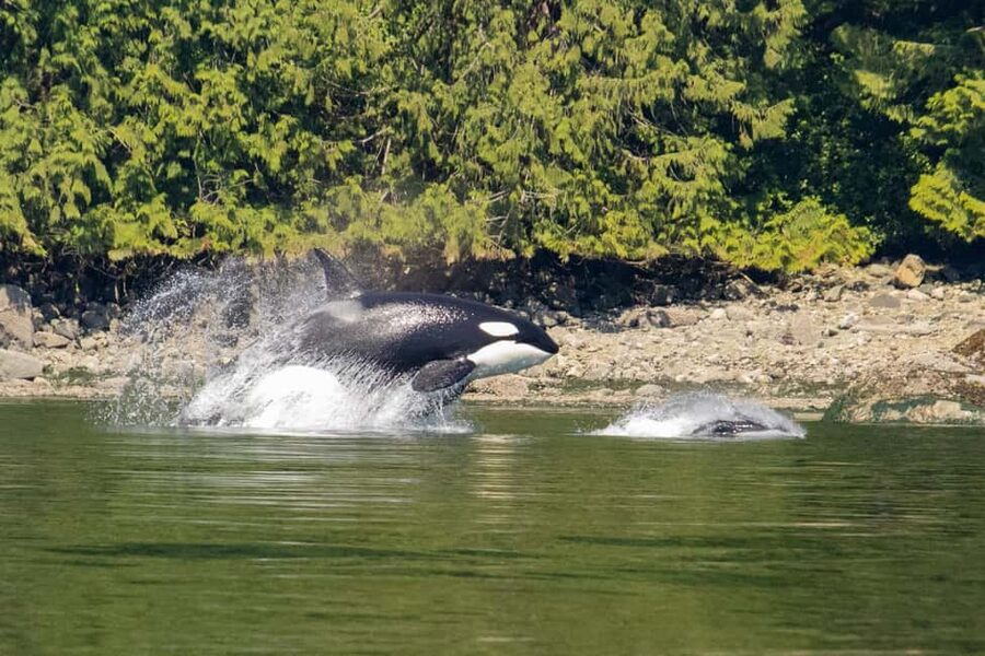 Campbell River: Whales and Wildlife Boat Tour with Snacks - Setting out from Discovery Harbour Marina