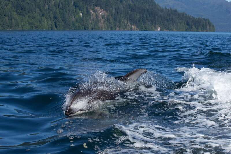Campbell River: Whales and Wildlife Boat Tour with Snacks - Cruising Discovery Passage