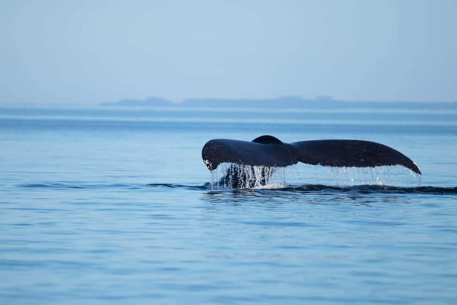Campbell River: Whales and Wildlife Boat Tour with Snacks - Summer whales and dolphins