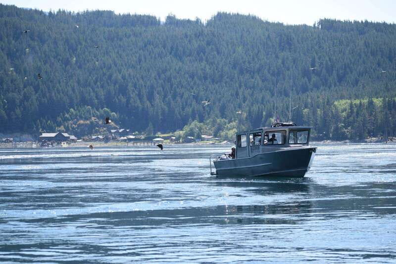 Campbell River: Whales and Wildlife Boat Tour with Snacks - Comfort on a four-hour boat ride