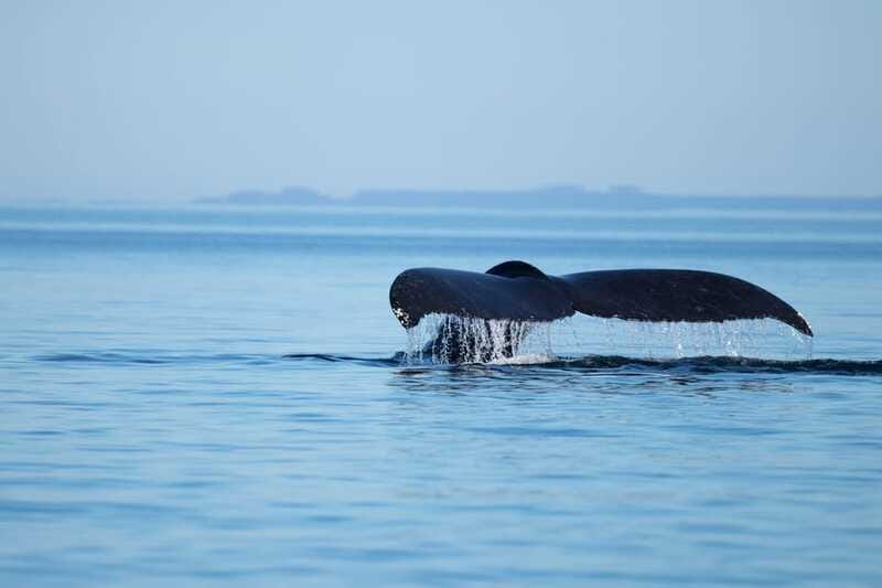Campbell River: Whales and Wildlife Boat Tour with Snacks - What the $160 price buys you