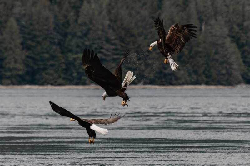 Campbell River: Whales and Wildlife Boat Tour with Snacks - Who will enjoy this trip most