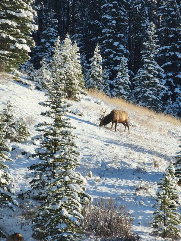 Canmore/Banff: Explore Banff & Wildlife - The Fairmont Banff Springs appears along the route