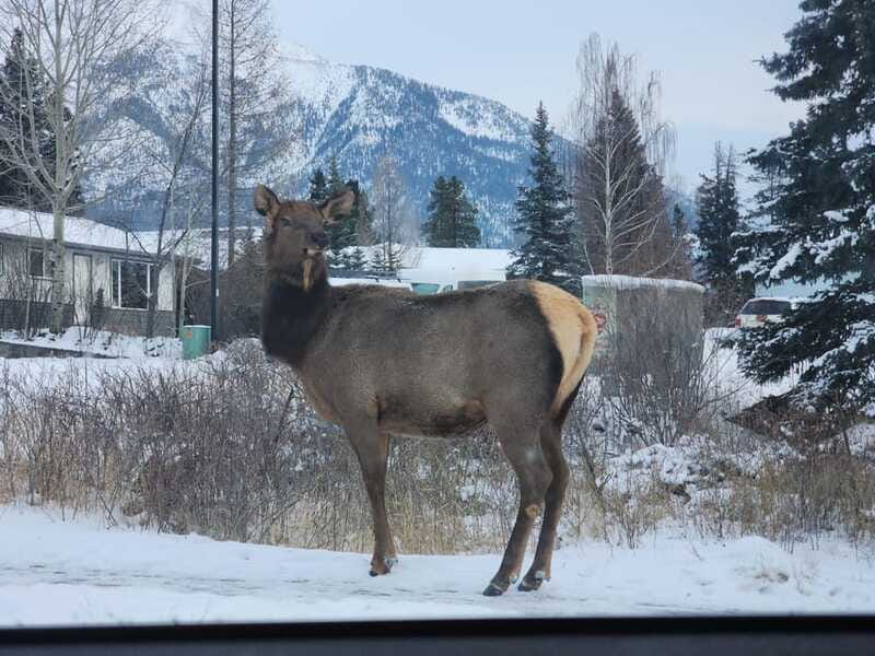Canmore/Banff: Explore Banff & Wildlife - Mount Norquay offers a higher view