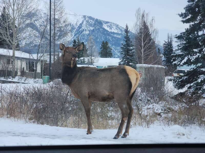 Canmore/Banff: Explore Banff & Wildlife - Surprise Corner gives you Banff’s postcard view