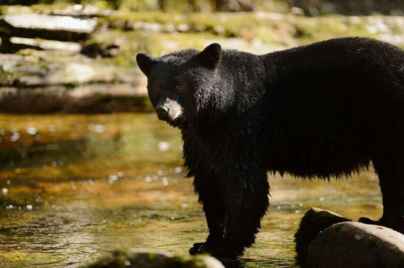 Canmore: PRIVATE SAFARI Drive to BANFF Park & Nature Walk - The one-hour walk that changes with the day