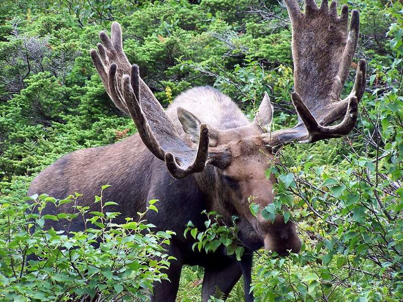 Canmore: PRIVATE SAFARI Drive to BANFF Park & Nature Walk - Why the guide matters