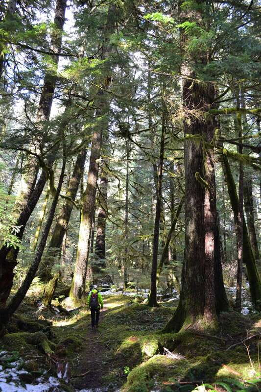 Cape Scott: San Josef Bay Day Hike with Scenic Drive - The old-growth trail to the beach