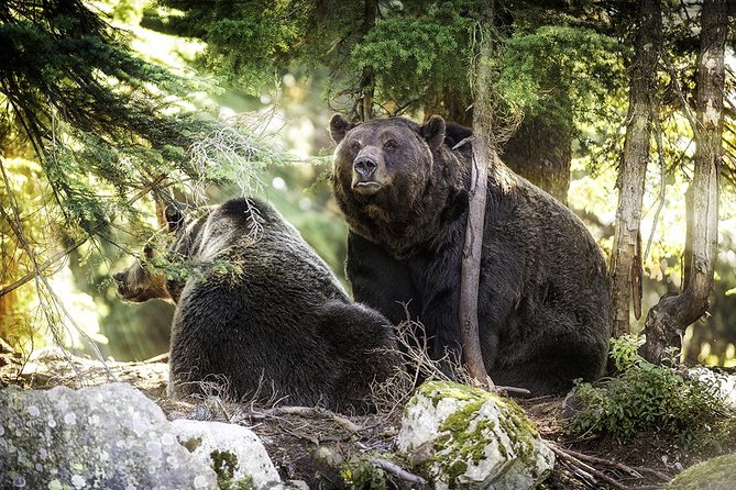 Capilano Suspension Bridge + Grouse Mountain Tour - Capilano Suspension Bridge Park, not just one bridge