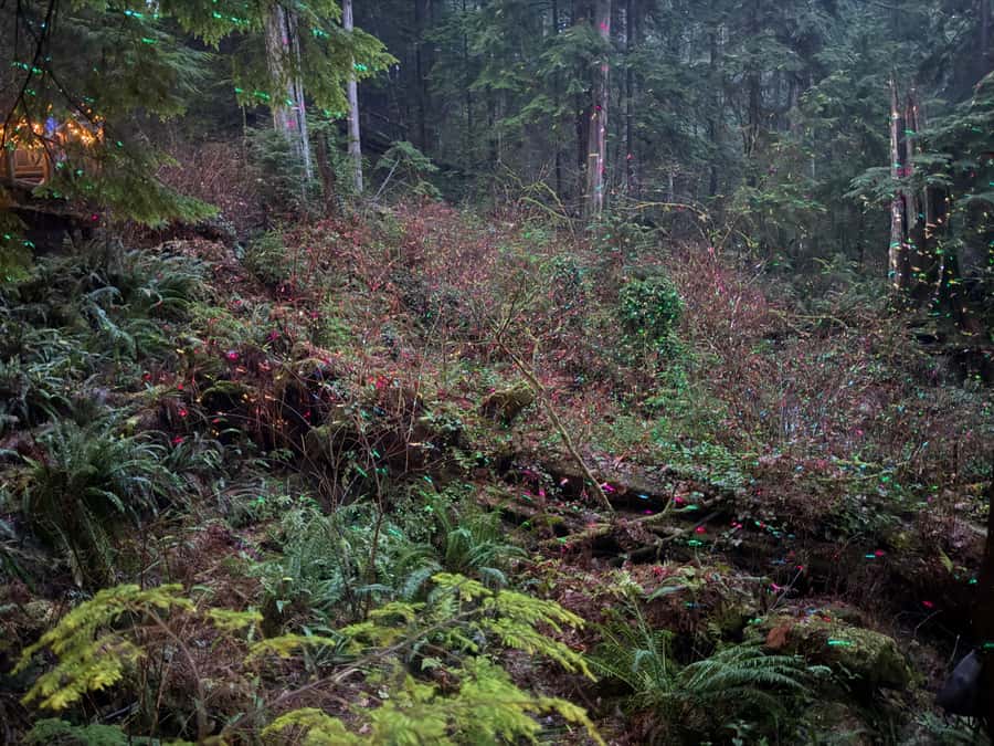 Capilano Suspension Bridge/Private/Small Group/By LUX CAR - Kia’palano, Story Centre, and the Trading Post