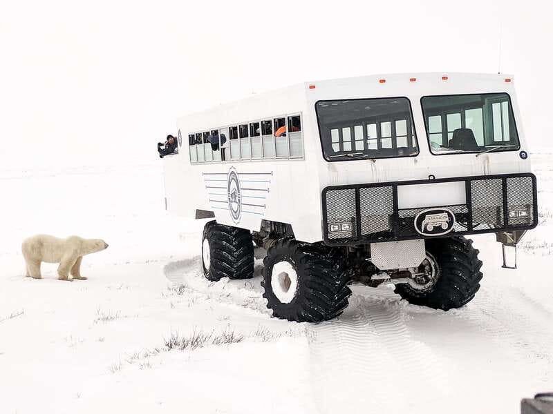 Churchill: Exclusive Tundra Buggy Day Trip - Why the Tundra Buggy is the right Churchill viewpoint