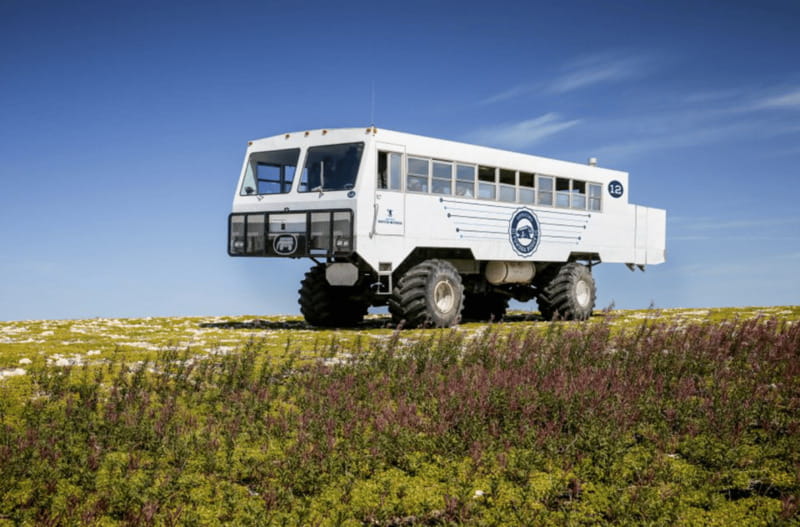 Churchill: Exclusive Tundra Buggy Day Trip - Wildlife beyond the polar bears