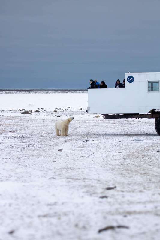 Churchill: Exclusive Tundra Buggy Day Trip - Photography and viewing from a 40-seat buggy