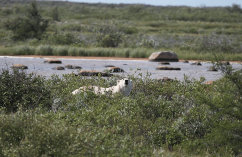 Churchill: Exclusive Tundra Buggy Day Trip - Who should book this day trip?