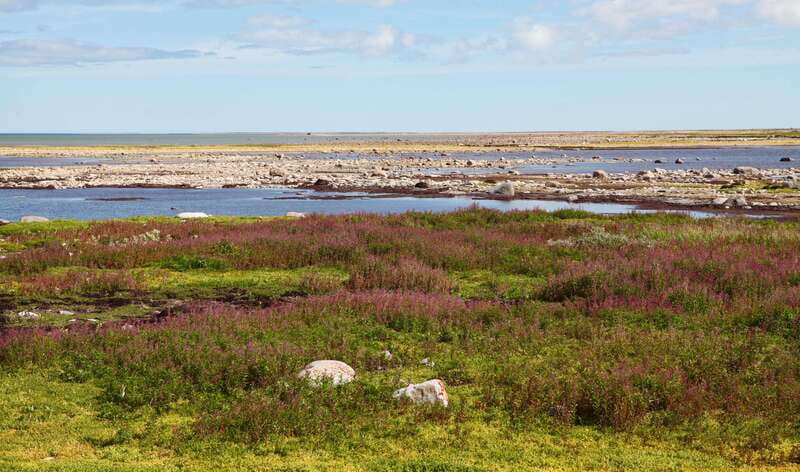 Churchill: Exclusive Tundra Buggy Day Trip - Choosing between summer and autumn
