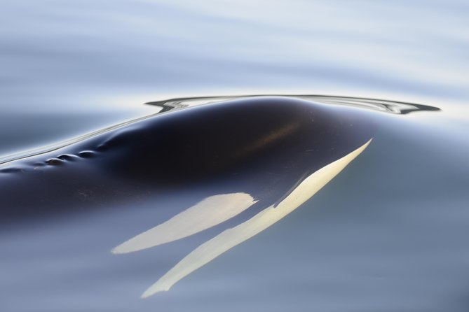 Cowichan Bay Half Day Whale & Wildlife Adventure - Small boats, warm suits, and practical comfort