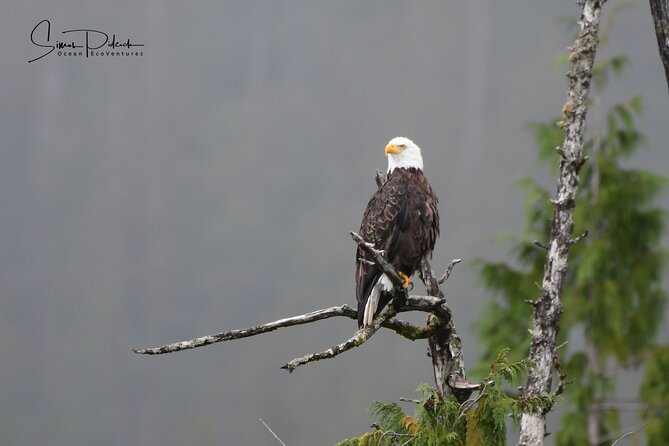 Cowichan Bay Half Day Whale & Wildlife Adventure - What you may see beyond the whales