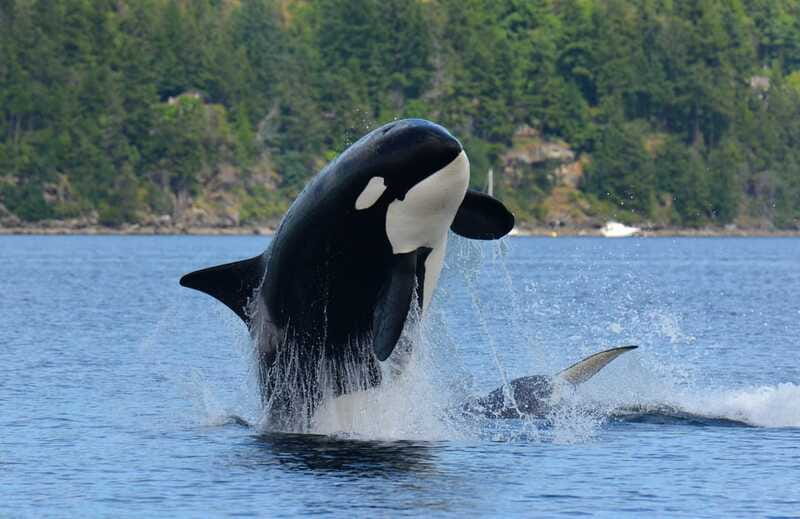 Cowichan Bay: Half-Day Whale & Wildlife Adventure - Gear, comfort, and the weather factor