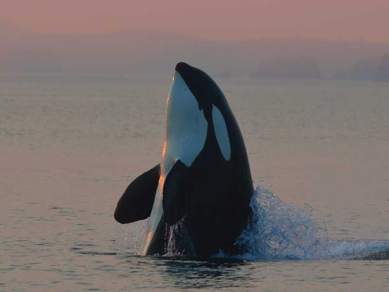 Cowichan Bay: Half-Day Whale & Wildlife Adventure - A clear half-day plan