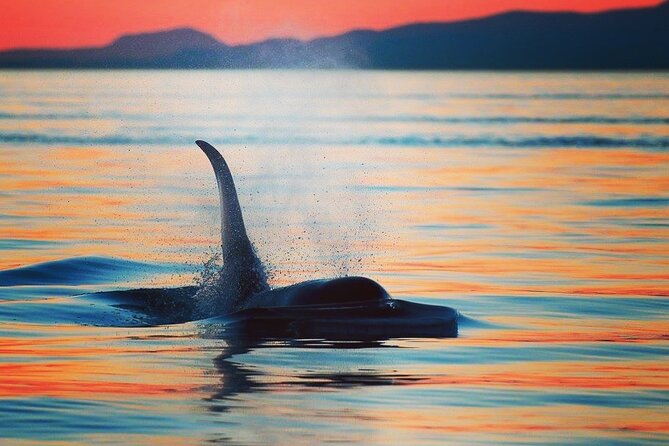 Cowichan Bay: Half-Day Whale & Wildlife Adventure - Why 12 people makes a real difference