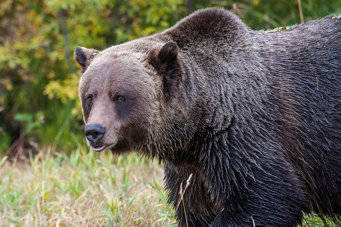 Discover Grizzly Bears from Banff - Riding the chairlift to Kicking Horse Mountain Resort