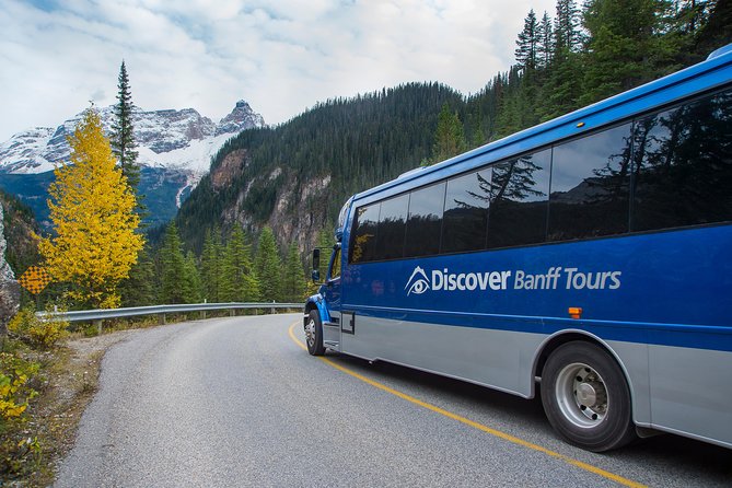 Discover Grizzly Bears from Banff - Emerald Lake in only 20 minutes