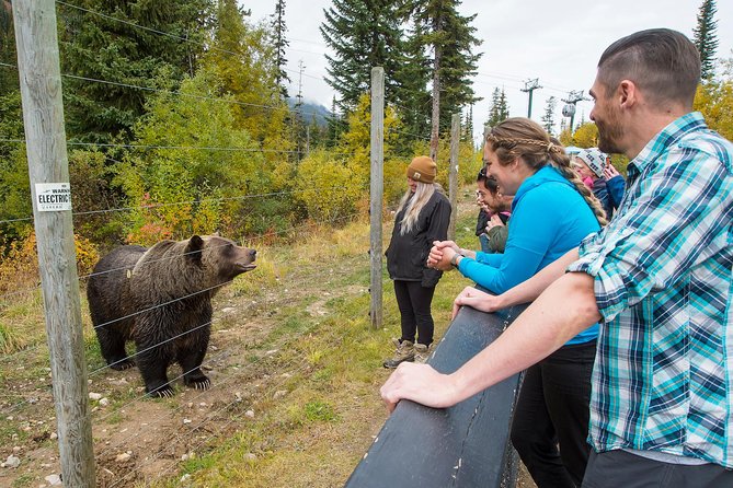 Discover Grizzly Bears from Banff - Final call: book it for Boo, not just the postcard stops