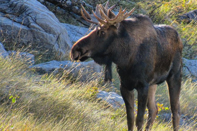 Discover Jasper and its Wildlife - Riding in a small group