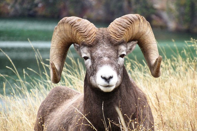 Discover Jasper and its Wildlife - Is $67.91 a fair price?
