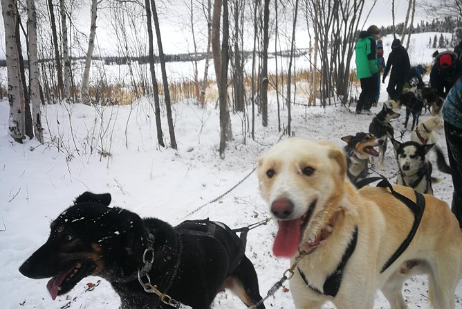 Dog Sledding - Quick points to know