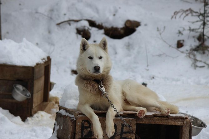 Dogsled Diable Adventure in Mont-Tremblant - Snowy valley trails and mountain views