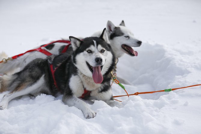 Dogsled Diable Adventure in Mont-Tremblant - Meeting the dogs after the run