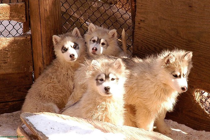 Dogsled Diable Adventure in Mont-Tremblant - Weather, fitness, and age rules