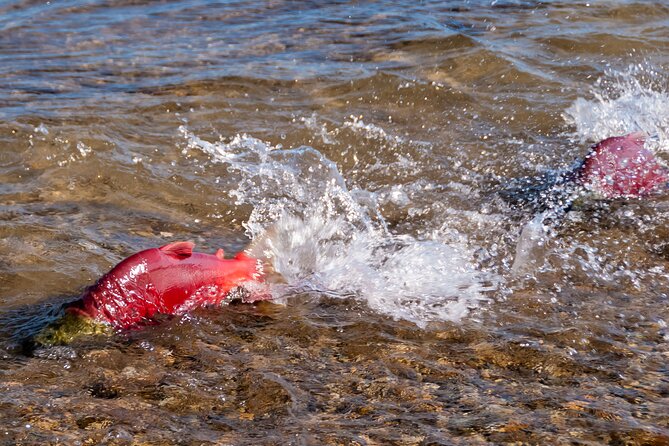E-Bike Salmon Adventure - The return ride to Lakeside Eco-Sports