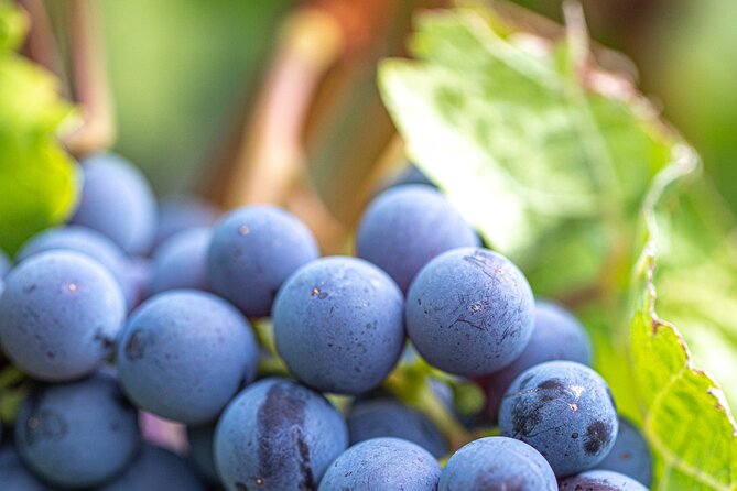 East Kelowna Full Day Guided Wine Tour With 5 Wineries - The View Winery closes the day in a 1920s building