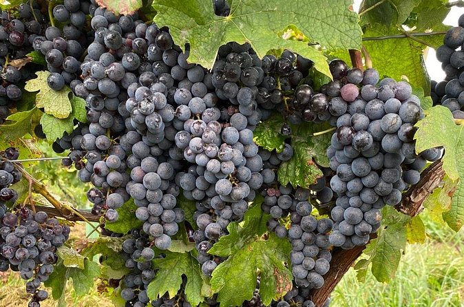 Epic Wine and Waterfall Tour - Between the Lines Winery for a longer visit