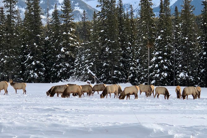 Experience Banff & Lake Louise | Moraine - PRIVATE DAY TOUR - Lake Louise and Victoria Glacier