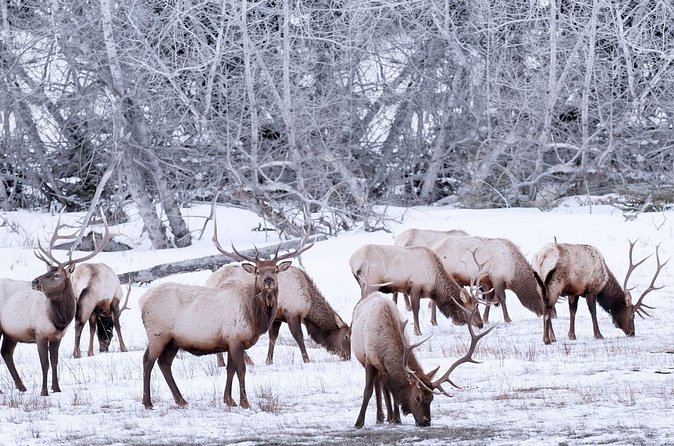 Explore Banff + Wildlife - Two Jack Lake, a five-minute photo stop