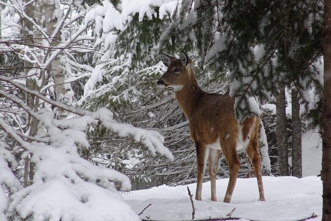 Fire Man Guided Snowshoe Tour in Mont-Tremblant - Is $66.55 a fair price?