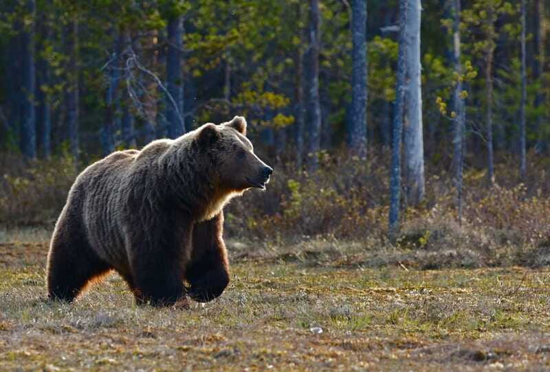 From Banff: Banff Wildlife & Scenic Highlights Premium Tour - What wildlife you can realistically expect