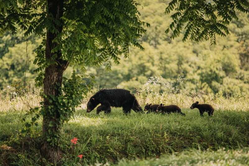 From Banff: Banff Wildlife & Scenic Highlights Premium Tour - Who should book it?