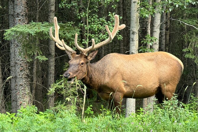 From Banff: Shuttle Service to Moraine Lake & Lake Louise - Lake Louise and the short-walk limit