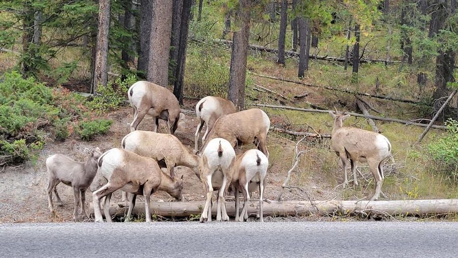 From Calgary to Banff: Day Trip with Wolfdog Sanctuary Visit - Canmore gives you the best meal break