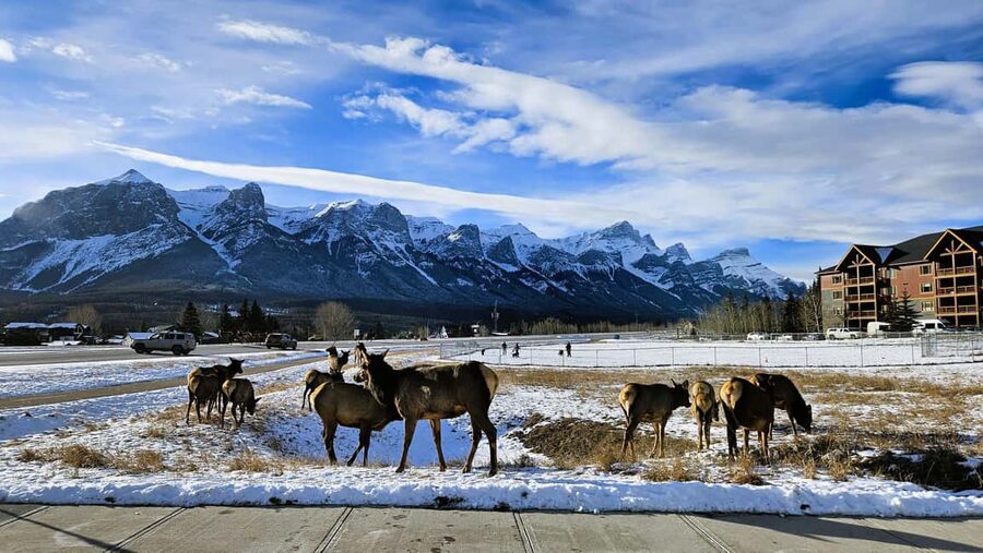From Calgary to Banff: Day Trip with Wolfdog Sanctuary Visit - Lake Minnewanka and the short stop at Two Jack Lake