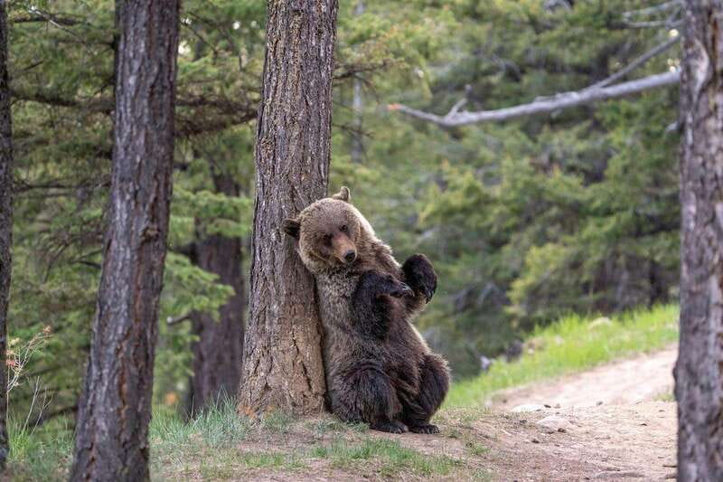 From Jasper: Jasper National Park Wildlife Discovery Tour - The guide is a major part of the value