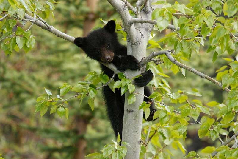 From Jasper: Jasper National Park Wildlife Discovery Tour - Scenic Jasper, with little walking required