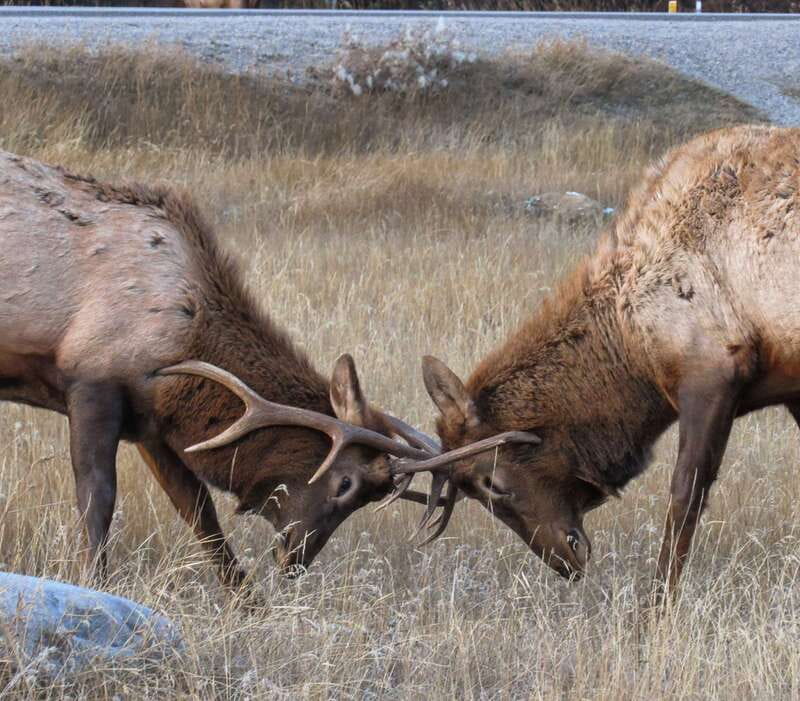 From Jasper: Jasper National Park Wildlife Discovery Tour - Is $66 a fair price?