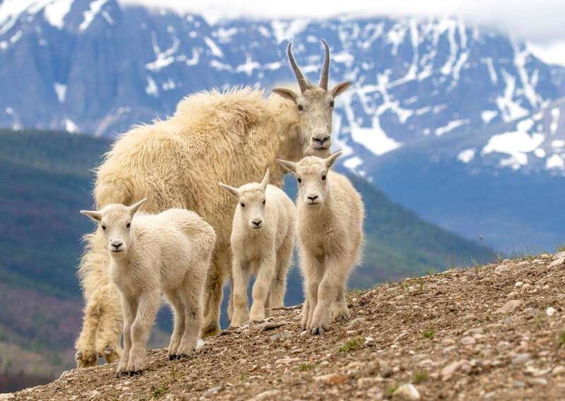 From Jasper: Jasper National Park Wildlife Discovery Tour - Group size and the feel of the vehicle