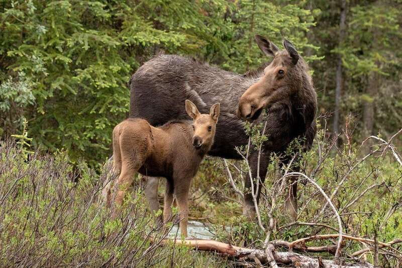 From Jasper: Jasper National Park Wildlife Discovery Tour - The best season and time of day